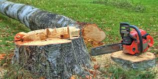 Best Tree Preservation Services  in Indio, CA