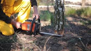 Best Commercial Tree Services  in Indio, CA