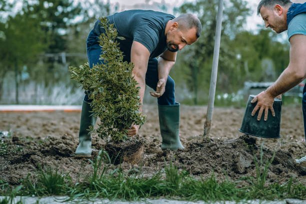 How Our Tree Care Process Works  in  Indio, CA