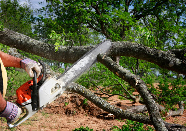 Trusted Indio, CA Tree Services Experts